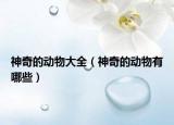 神奇的動物大全（神奇的動物有哪些）