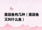 重唇魚有幾種（重唇魚又叫什么魚）