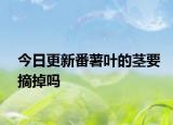 今日更新番薯葉的莖要摘掉嗎