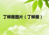 丁柳雁圖片（丁柳雁）