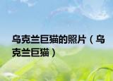 烏克蘭巨貓的照片（烏克蘭巨貓）