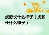 虎鯨長什么樣子（虎鯨長什么樣子）