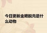 今日更新金贍脫殼是什么動物