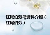 紅尾伯勞鳥資料介紹（紅尾伯勞）
