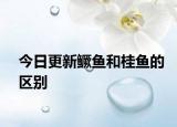 今日更新鱖魚(yú)和桂魚(yú)的區(qū)別