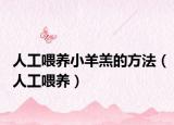 人工喂養(yǎng)小羊羔的方法（人工喂養(yǎng)）