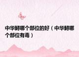 中華鱘哪個部位的好（中華鱘哪個部位有毒）