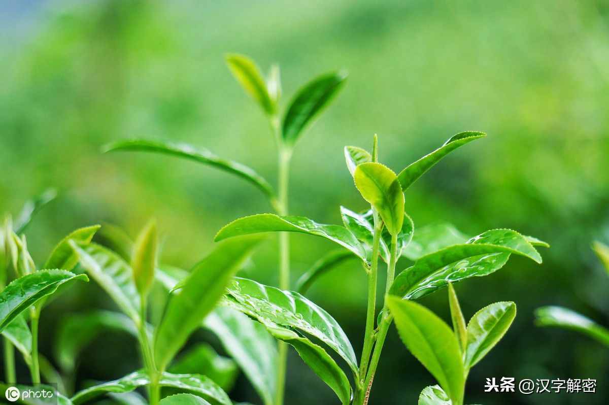 乾隆親自冊封的“御茶”，如今賣天價，網(wǎng)友：價格貴的理所當然