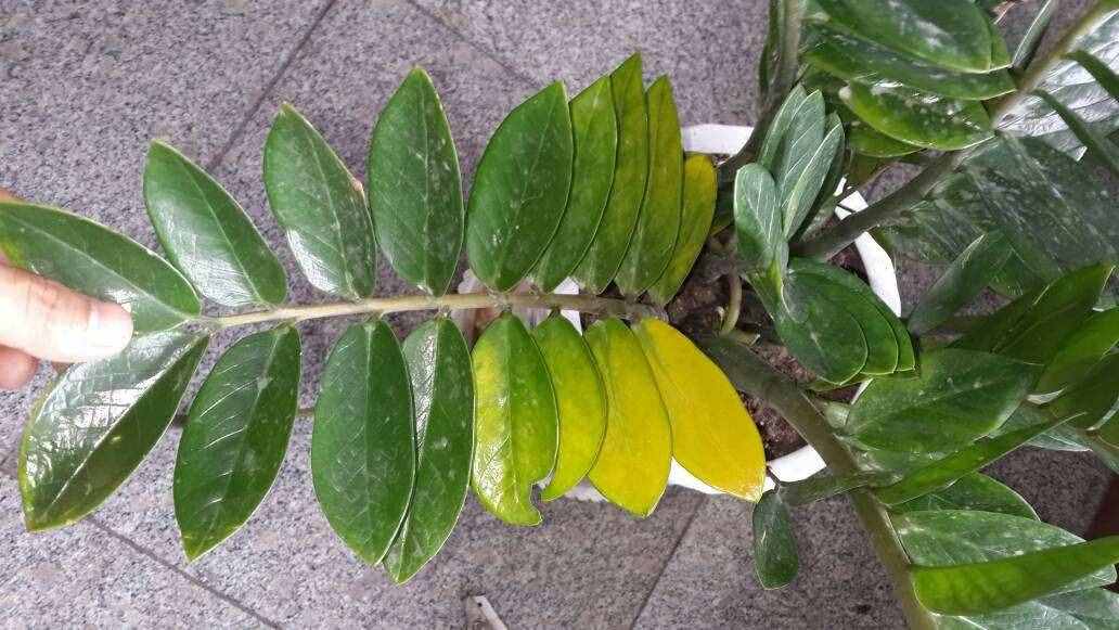 爛根的金錢樹別急著扔，3種方法，能讓它“起死回生”