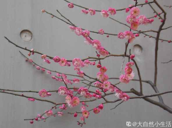 你是哪天出生，專屬你的生日花就是（上）