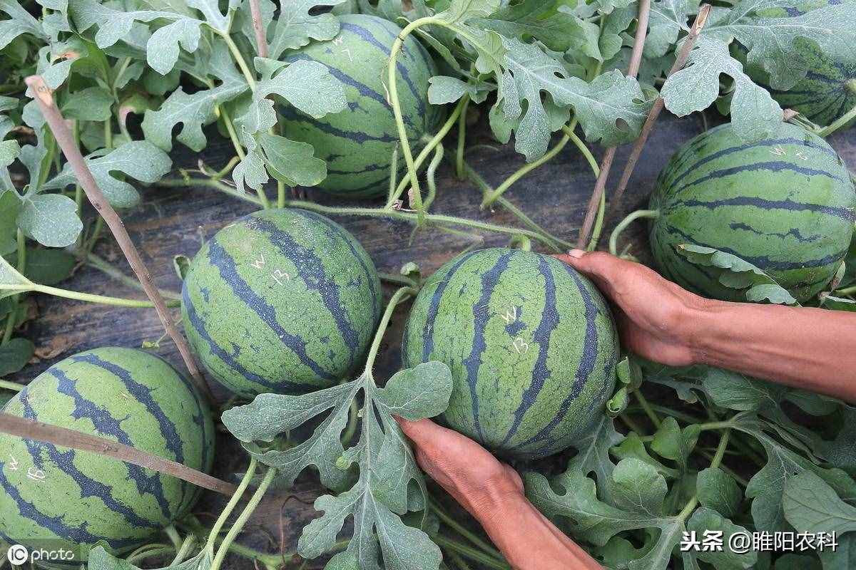 這個(gè)藥具有超強(qiáng)抑病菌作用。被譽(yù)為瓜農(nóng)的保護(hù)神 ，枯萎病的克星