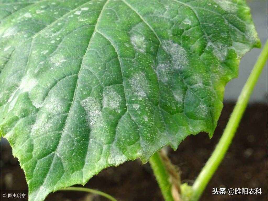這個(gè)藥具有超強(qiáng)抑病菌作用。被譽(yù)為瓜農(nóng)的保護(hù)神 ，枯萎病的克星