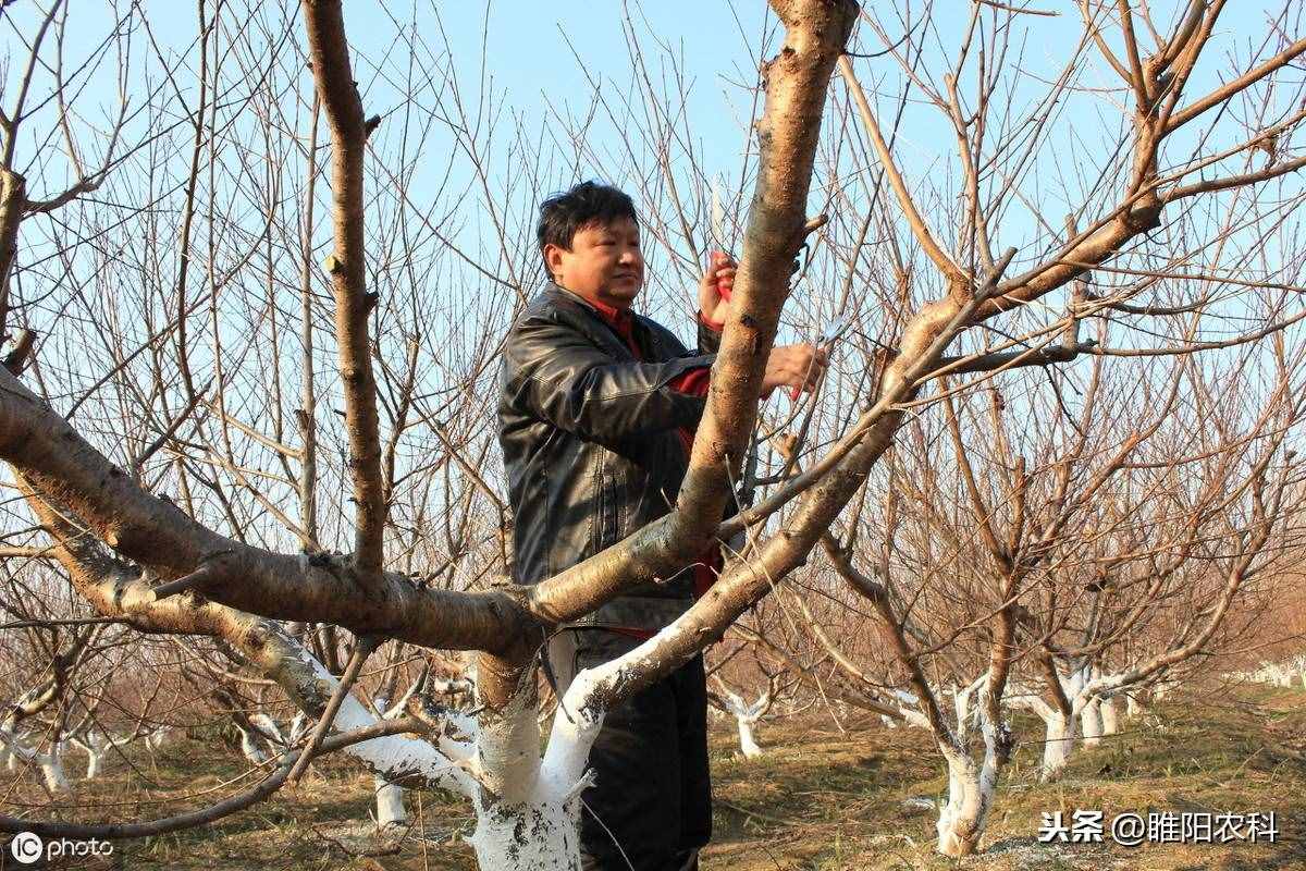 這個(gè)藥具有超強(qiáng)抑病菌作用。被譽(yù)為瓜農(nóng)的保護(hù)神 ，枯萎病的克星