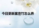 今日更新富貴竹怎么養(yǎng)