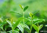 御茶乾隆（親自冊封的御茶）