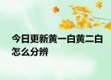 今日更新黃一白黃二白怎么分辨
