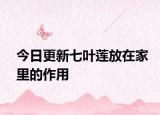 今日更新七葉蓮放在家里的作用