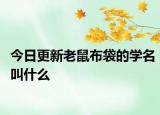 今日更新老鼠布袋的學(xué)名叫什么
