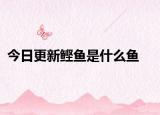 今日更新鰹魚(yú)是什么魚(yú)