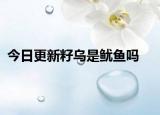 今日更新籽烏是魷魚嗎