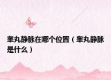睪丸靜脈在哪個(gè)位置（睪丸靜脈是什么）