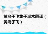 黃鳥(niǎo)于飛集于灌木翻譯（黃鳥(niǎo)于飛）
