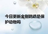 今日更新金剛鸚鵡是保護(hù)動(dòng)物嗎