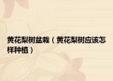 黃花梨樹盆栽（黃花梨樹應(yīng)該怎樣種植）