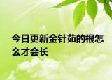 今日更新金針茹的根怎么才會(huì)長(zhǎng)