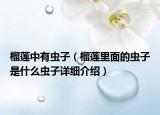 榴蓮中有蟲子（榴蓮里面的蟲子是什么蟲子詳細介紹）
