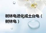 樹林龜進(jìn)化成土臺(tái)龜（樹林龜）
