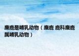 麋鹿是哺乳動(dòng)物（麋鹿 鹿科麋鹿屬哺乳動(dòng)物）