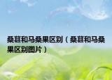 桑葚和馬桑果區(qū)別（桑葚和馬桑果區(qū)別圖片）