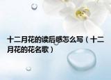 十二月花的讀后感怎么寫（十二月花的花名歌）