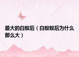 最大的白蟻后（白蟻蟻后為什么那么大）