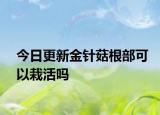 今日更新金針菇根部可以栽活嗎