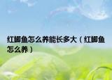 紅鯽魚怎么養(yǎng)能長多大（紅鯽魚怎么養(yǎng)）