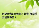 百靈鳥(niǎo)也叫云雀嗎（云雀 百靈科云雀屬鳥(niǎo)類）
