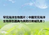 罕見(jiàn)海洋生物圖片（中國(guó)常見(jiàn)海洋生物原色圖典鳥(niǎo)類爬行類哺乳類）