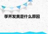 荸薺發(fā)黃是什么原因