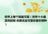 世界上哪個(gè)貓最可愛(ài)（世界十大最漂亮的貓 優(yōu)雅還是可愛(ài)你喜歡哪種）