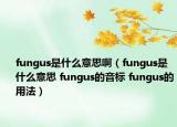 fungus是什么意思啊（fungus是什么意思 fungus的音標(biāo) fungus的用法）