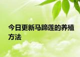 今日更新馬蹄蓮的養(yǎng)殖方法