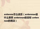 antenna怎么讀音（antennae是什么意思 antennae的音標 antennae的用法）