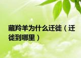 藏羚羊?yàn)槭裁催w徙（遷徙到哪里）