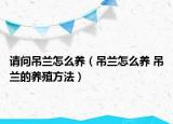 請(qǐng)問(wèn)吊蘭怎么養(yǎng)（吊蘭怎么養(yǎng) 吊蘭的養(yǎng)殖方法）