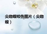 尖吻蝮咬傷圖片（尖吻蝮）