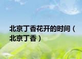 北京丁香花開(kāi)的時(shí)間（北京丁香）