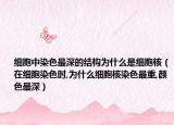 細(xì)胞中染色最深的結(jié)構(gòu)為什么是細(xì)胞核（在細(xì)胞染色時,為什么細(xì)胞核染色最重,顏色最深）