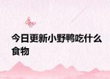 今日更新小野鴨吃什么食物